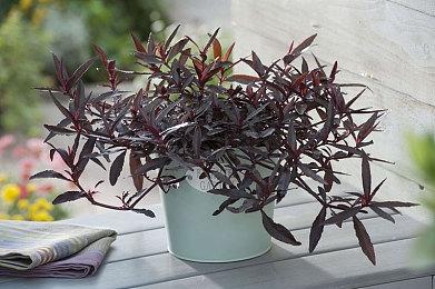 明天开服！腾讯《地下城与勇士》手游开放创角抢ID